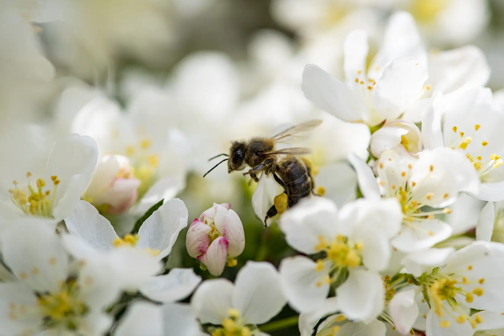 Biene auf einer weissen Obstbaumblüte