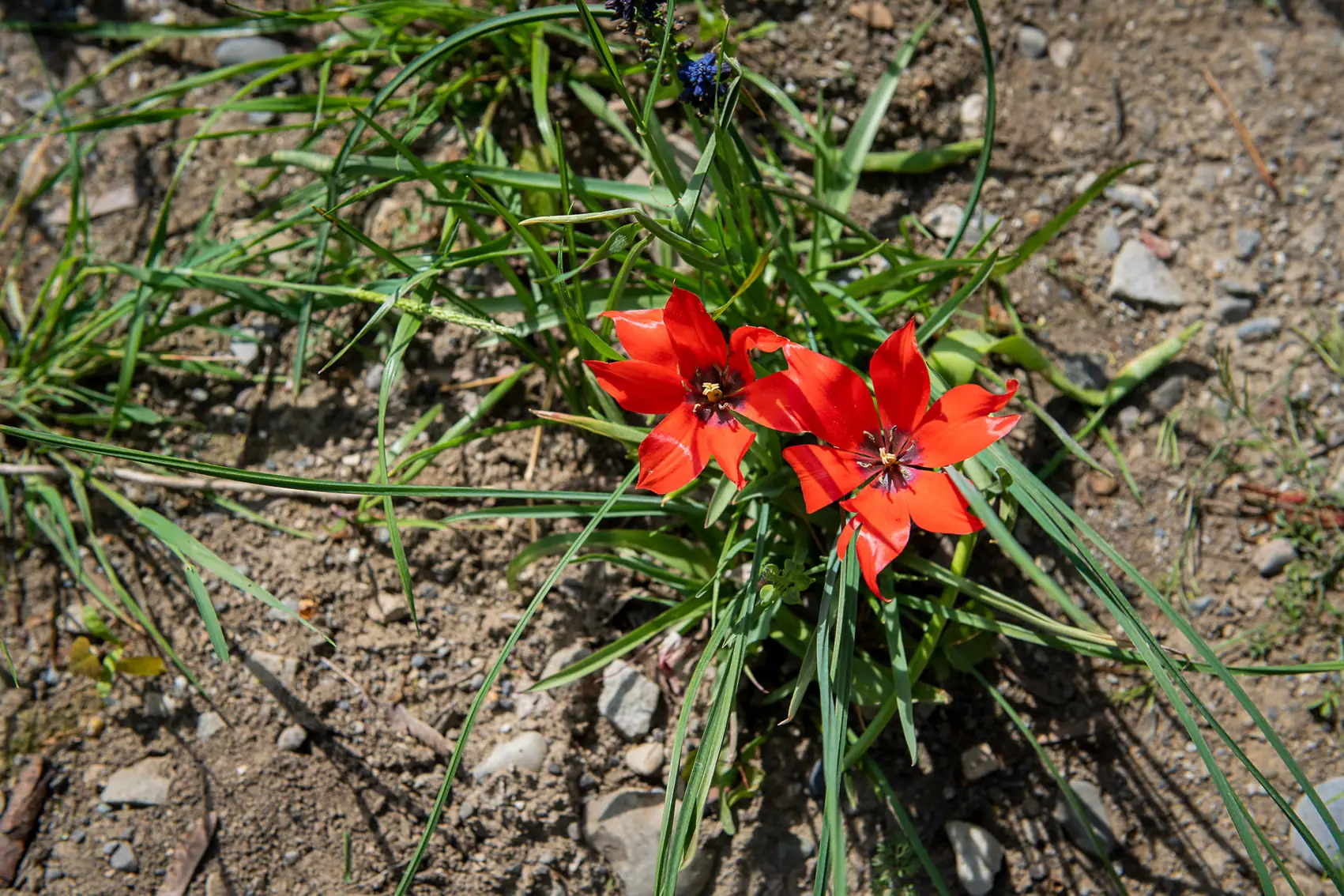Rote Wildtulpe in einem Kiesbeet